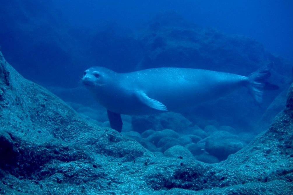 Monk Seal underwater swimming calmly
