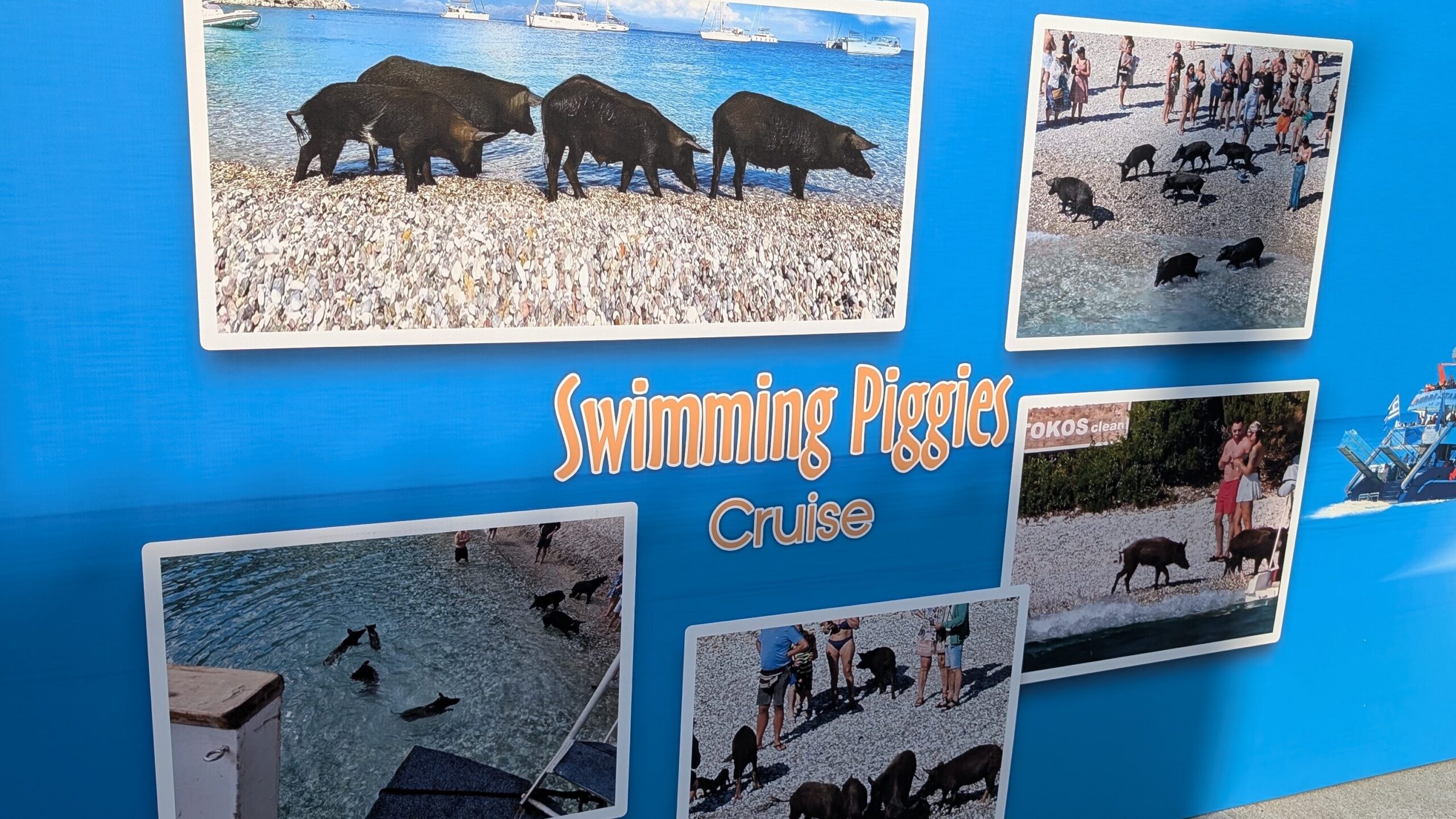 Advert with Swimming Piggies photos on Atokos island