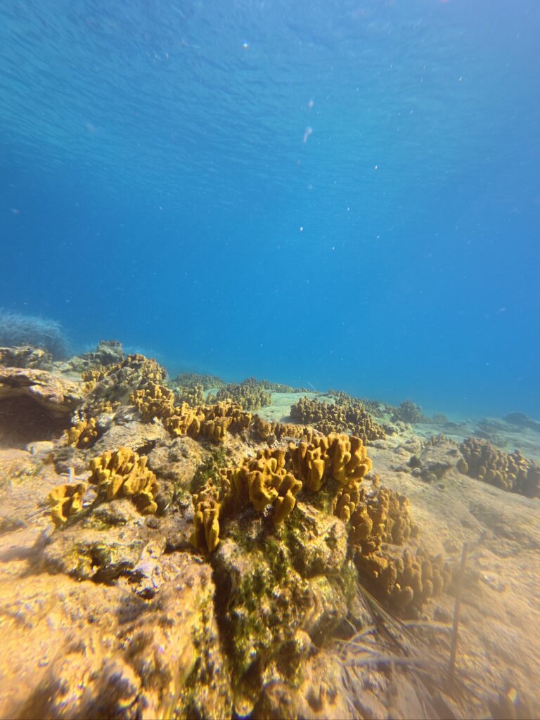 reef-safe sunscreen protects the underwater life in Greece